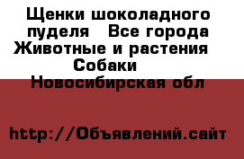 Щенки шоколадного пуделя - Все города Животные и растения » Собаки   . Новосибирская обл.
